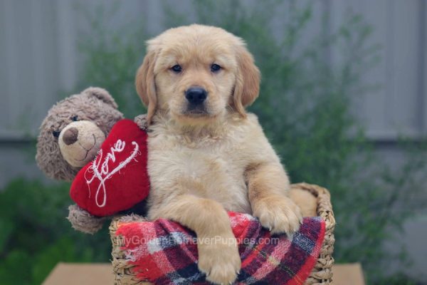 Image of Milton, a Golden Retriever puppy