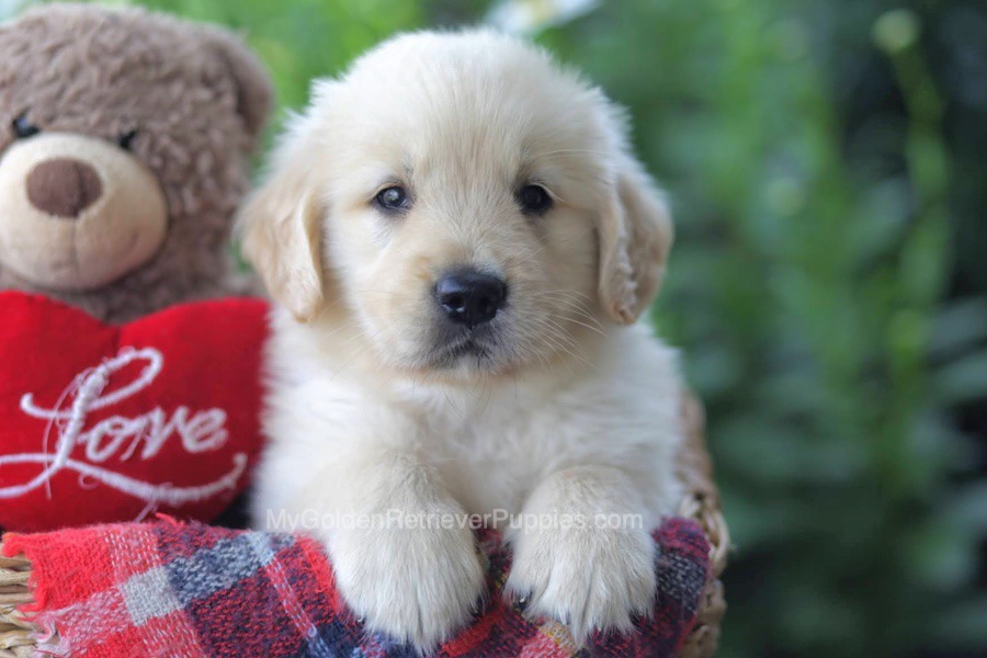 Walter Image of Walter, a Golden Retriever puppy