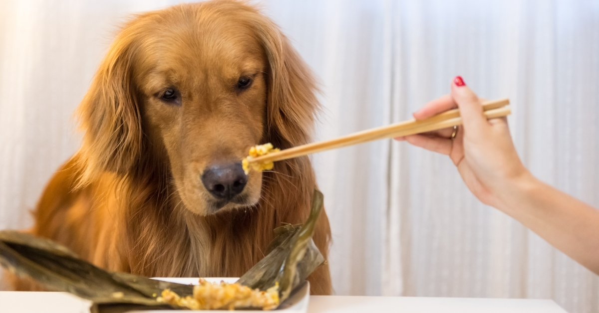 Best Dog Food For Golden Retrievers Uk Lillia Slocum best-dog-food-for-golden-retrievers-uk-lillia-slocum