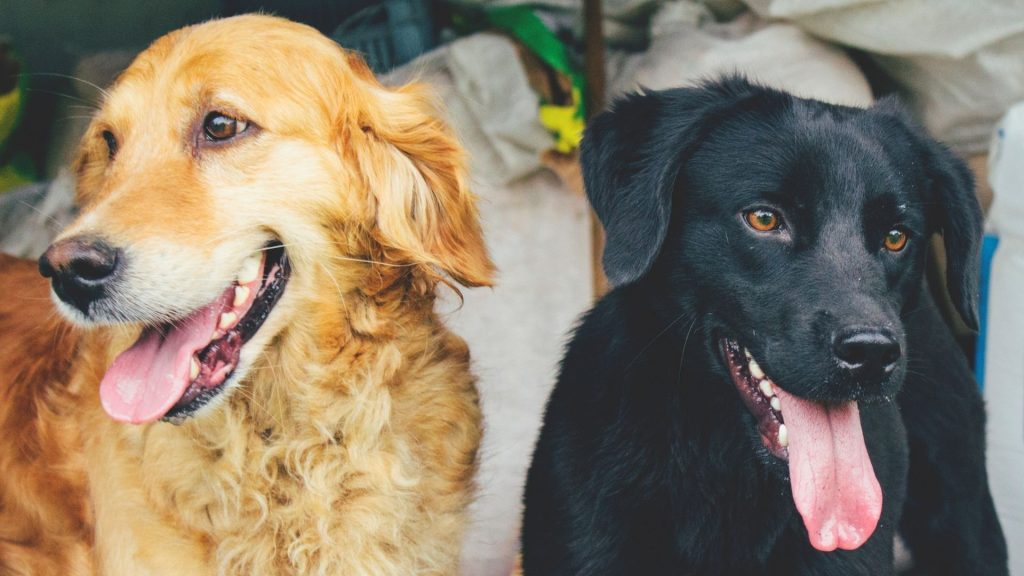 Golden retriever vs. Labrador. A golden retriever nd a Labrador sitting together in a grass field.