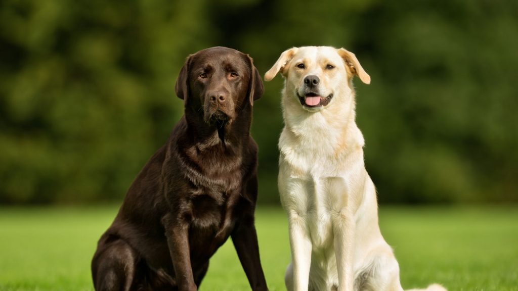 Golden retriever vs labrador. Two labradors sitting in a field. One is a dark black and the other is a light cream.