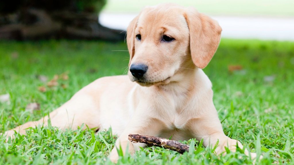 Golden retriever vs labrador. Light colored labrador puppy sitting on the grass with a stick.