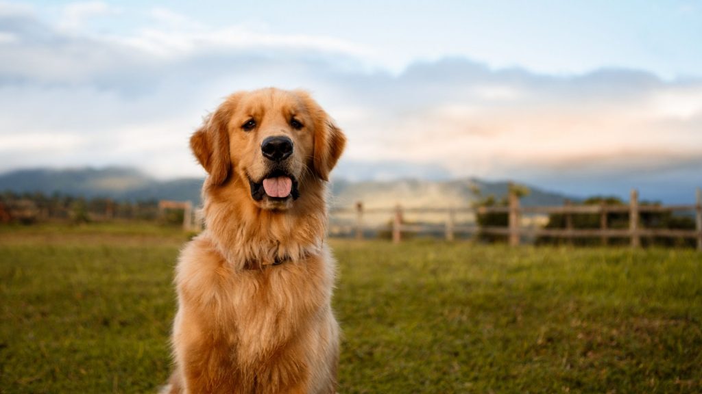 Golden retriever vs labrador. Adult golden retriever sitting in a field with tongue out.