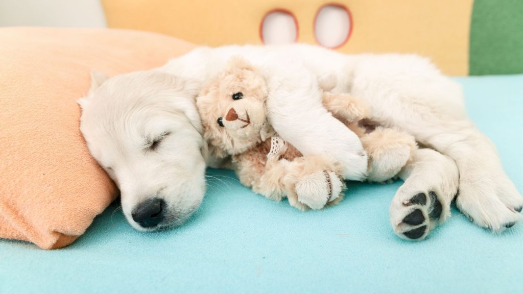 golden retriever vs labrador. Labrador puppy sleeping with a stuffed bear toy.