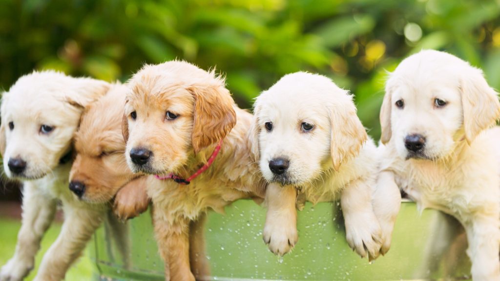 Male vs. female golden retriever puppies. 5 golden retriever puppies in a basket.