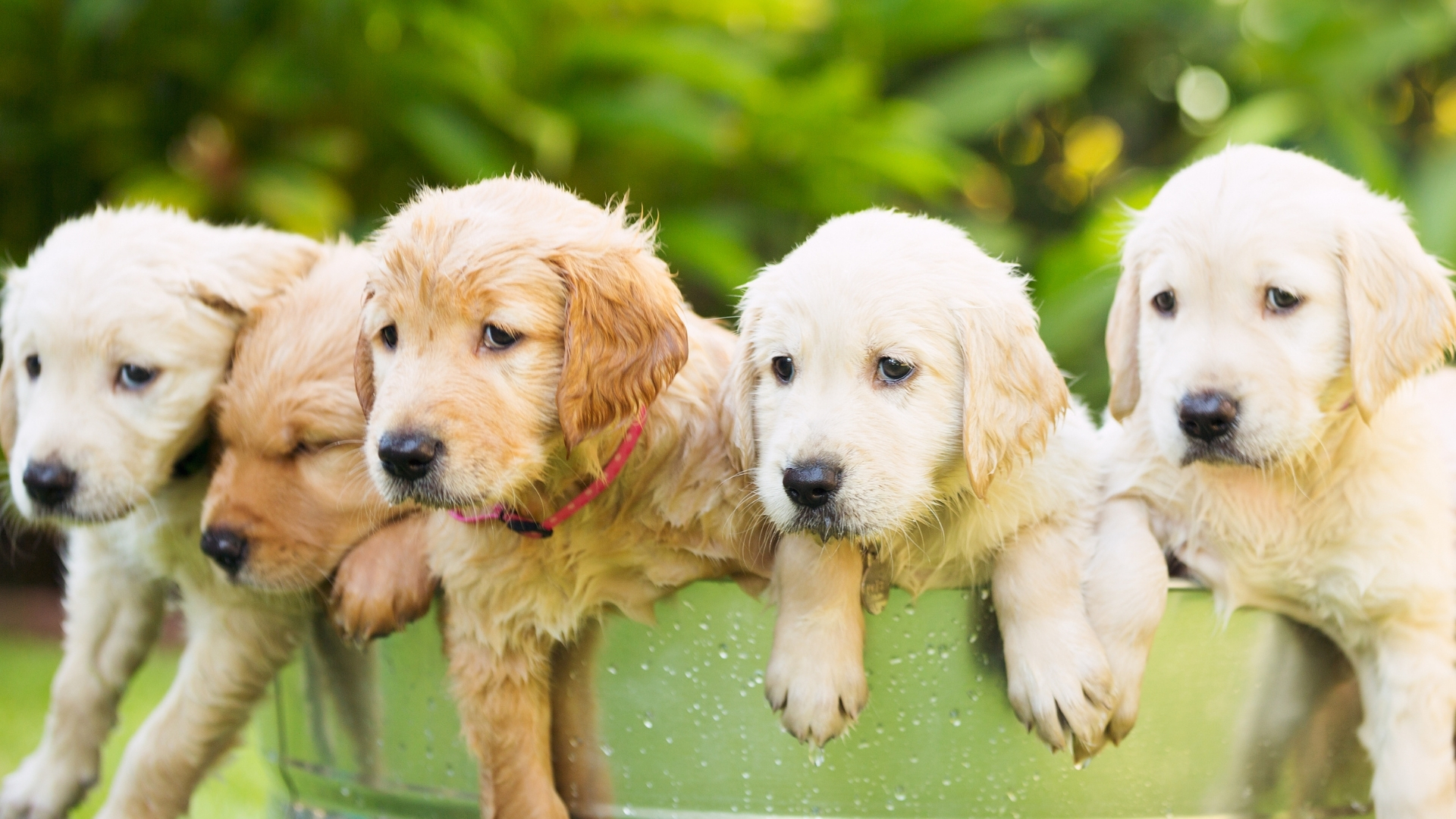 Male vs Female Golden Retrievers 6 Key Differences (+ surprises!)