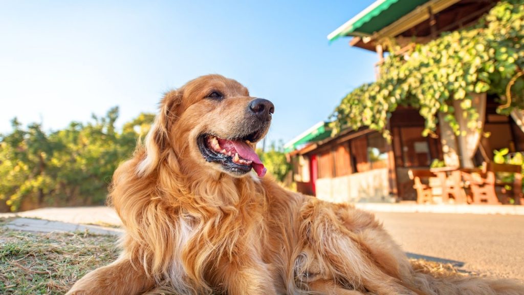 The american type of golden retriever laying at a house