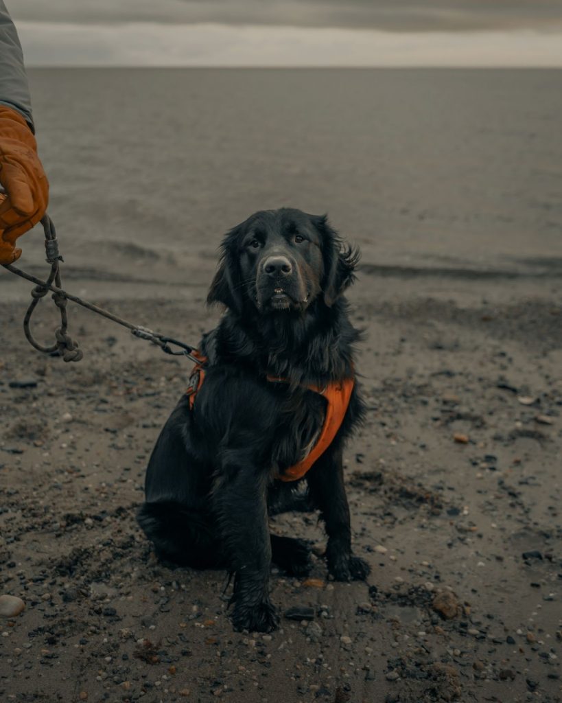 the black type of golden retriever sitting on the beach