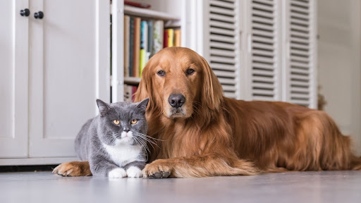 The Canadian type of golden retriever laying with a cat