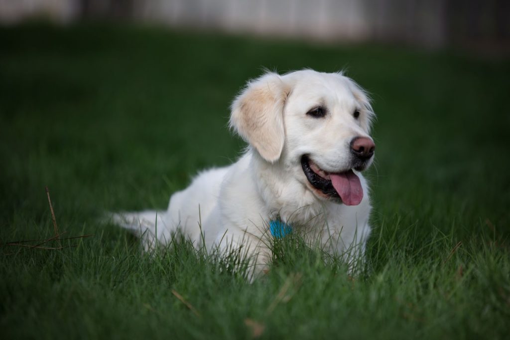 The english cream type of golden retriever laying in a field