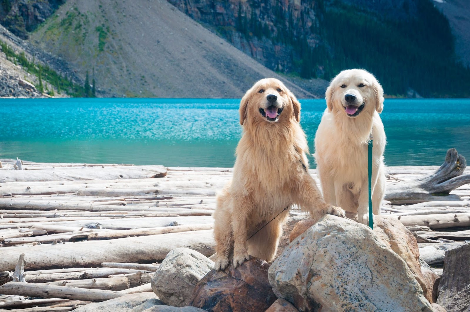 The Canadian Type Of Golden Retriever. Two of them hanging at a lake.