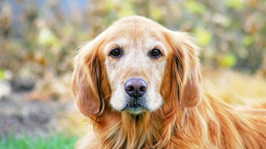 The Field Bred Type of golden retriever. An older dog