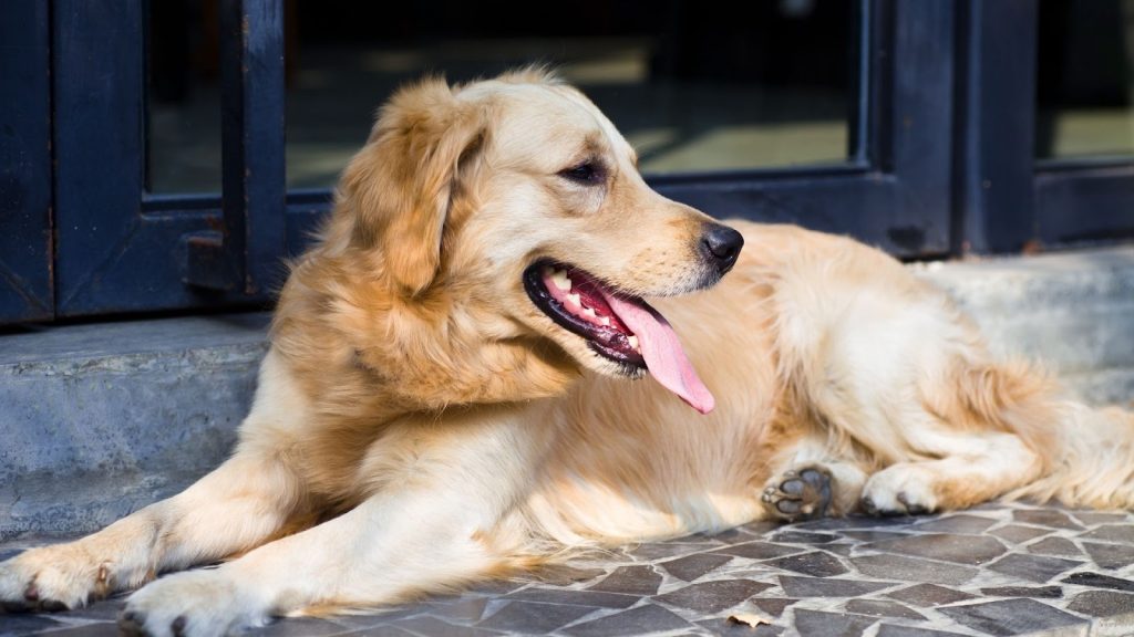 the mini type of golden retriever laying down