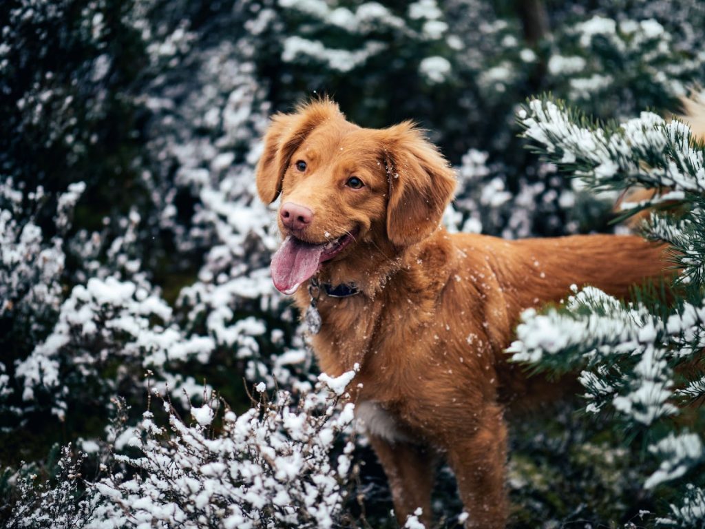 The red type of golden retriever in the snow