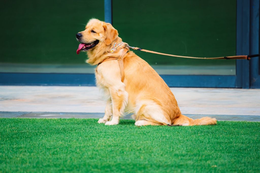 The show type of golden retriever on a leash in some grass