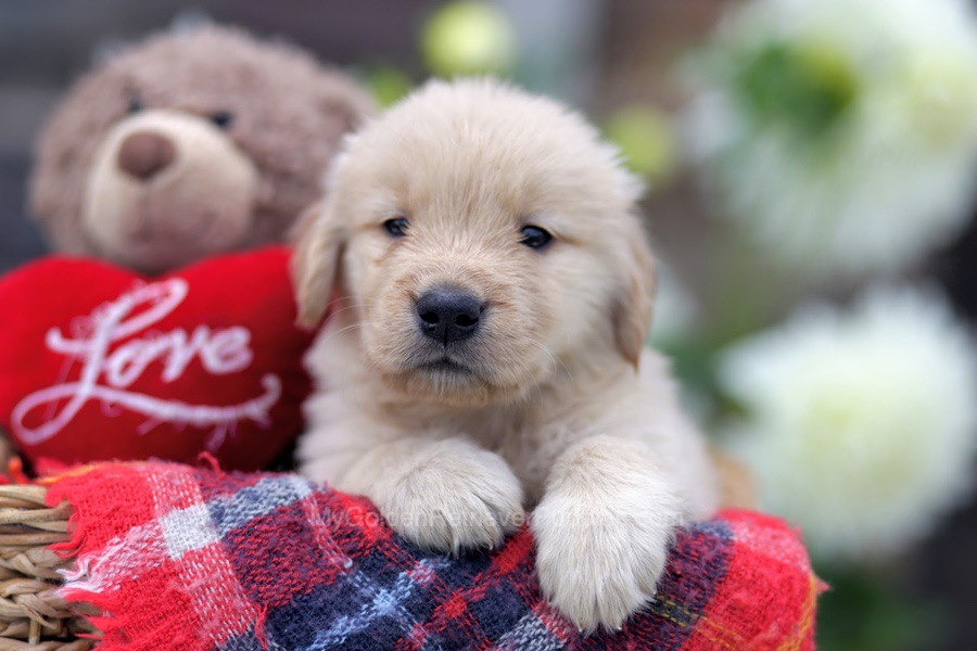 Koda Image of Koda, a Golden Retriever puppy