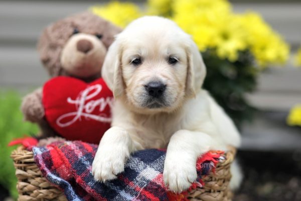 Image of Wyonna, a Golden Retriever puppy