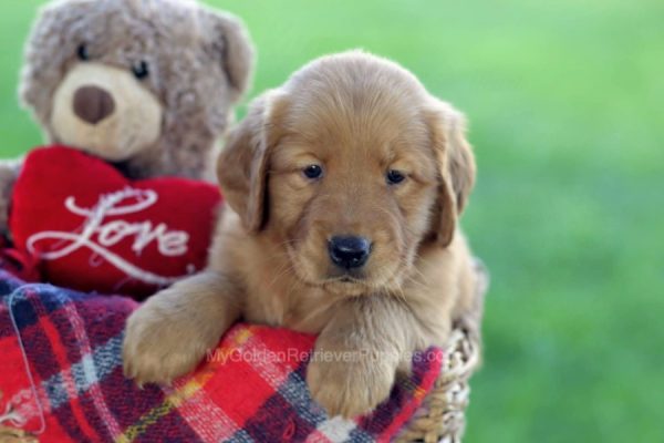 Image of Maria, a Golden Retriever puppy