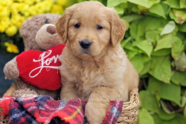 Image of Sadie, a Golden Retriever puppy