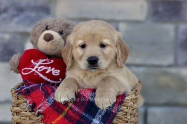 Image of Sally, a Golden Retriever puppy