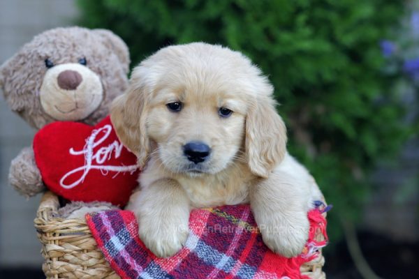 Image of Spangles, a Golden Retriever puppy
