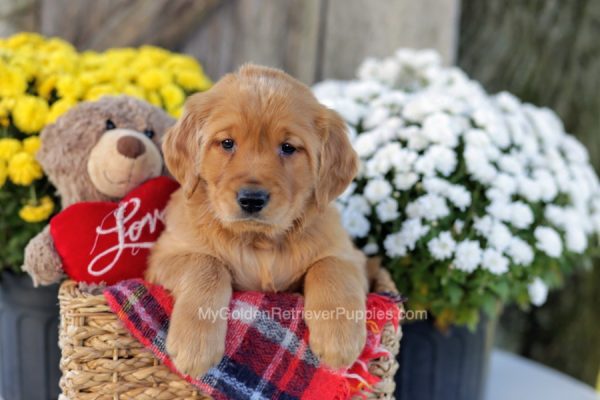Image of Andy, a Golden Retriever puppy