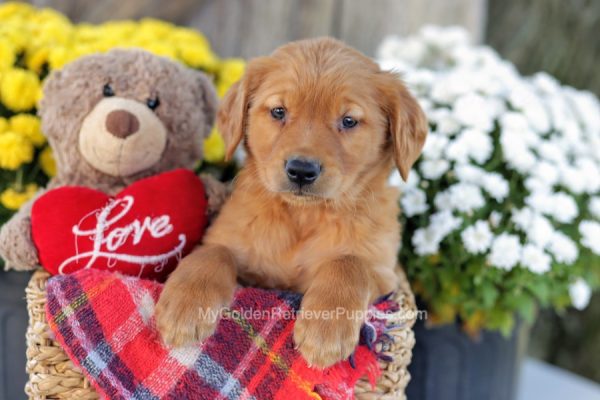 Image of Barney, a Golden Retriever puppy