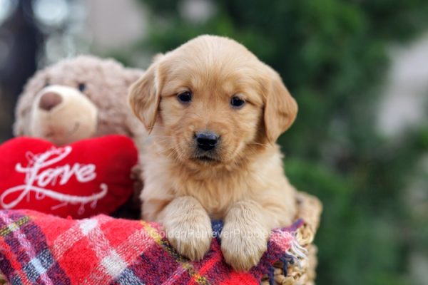 Image of Charlotte, a Golden Retriever puppy