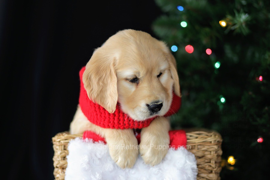 Cookie Image of Cookie, a Golden Retriever puppy