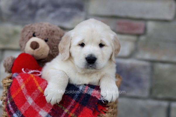 Image of Cooper, a Golden Retriever puppy