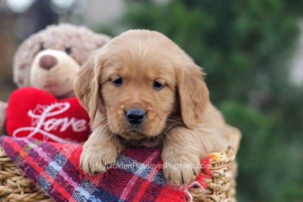 Image of Diego, a Golden Retriever puppy