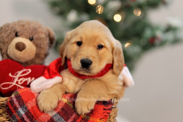 Image of Fin, a Golden Retriever puppy