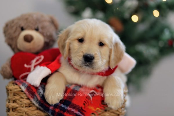 Image of Garth, a Golden Retriever puppy