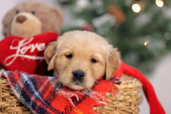 Image of Gretta, a Golden Retriever puppy