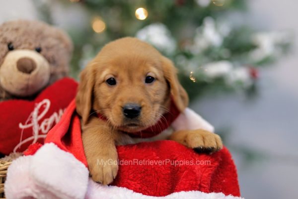 Image of Isabella, a Golden Retriever puppy