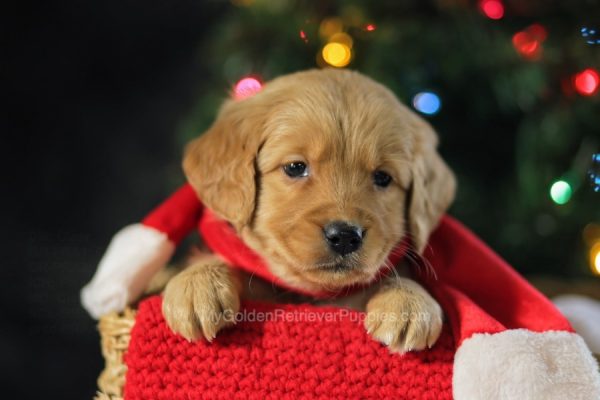 Image of Jingles, a Golden Retriever puppy