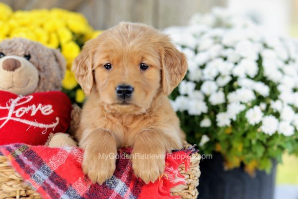 Image of Kathy, a Golden Retriever puppy