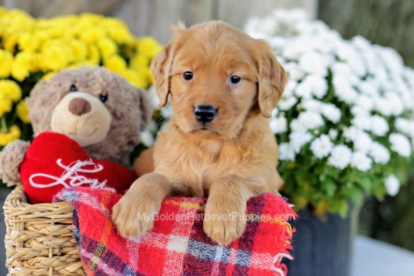 Image of Kenny, a Golden Retriever puppy