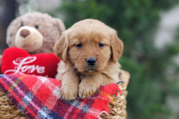 Image of Madison, a Golden Retriever puppy