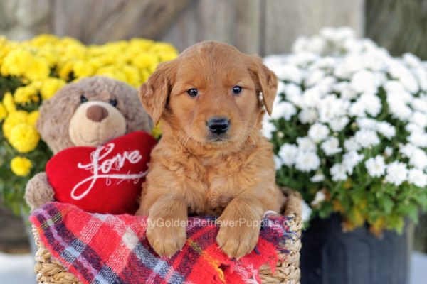 Image of Opie, a Golden Retriever puppy