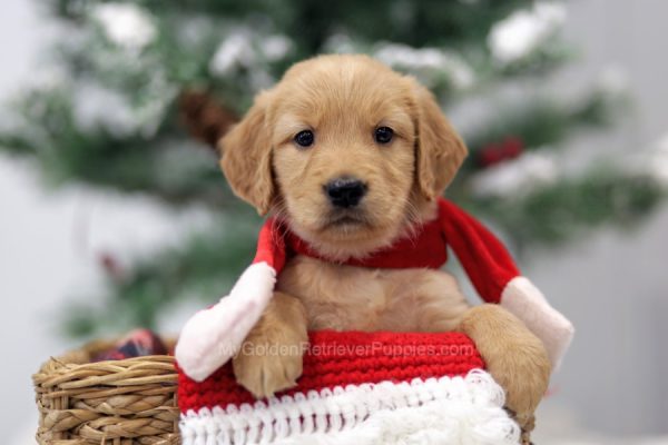 Image of Caramel, a Golden Retriever puppy