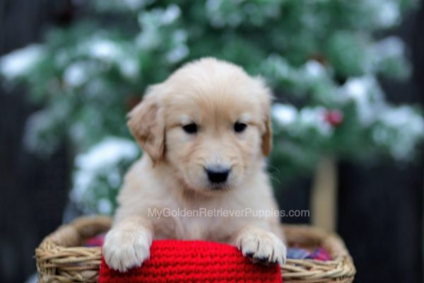 Image of Carole, a Golden Retriever puppy