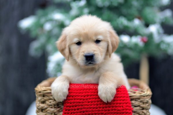 Image of Charlotte, a Golden Retriever puppy