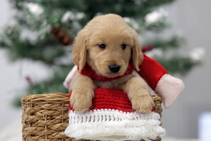 Cinnamon My Golden Retriever Puppies