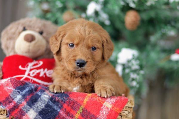 Image of Fido, a Golden Retriever puppy
