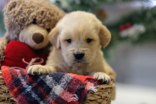 Image of Freddy, a Golden Retriever puppy