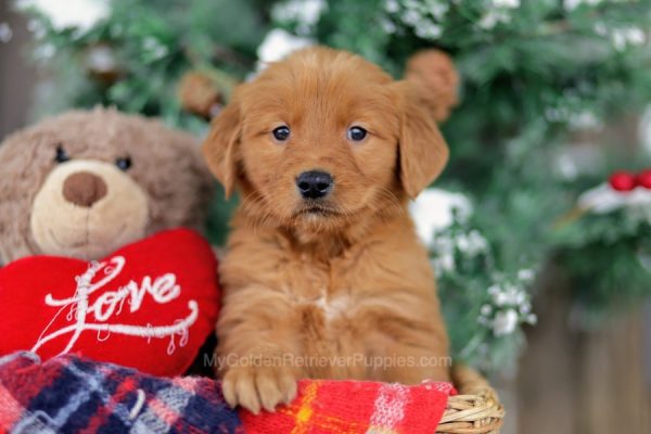 Image of Harley, a Golden Retriever puppy