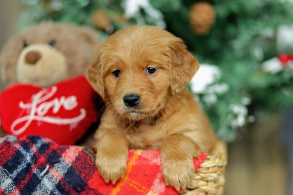 Image of Hattie, a Golden Retriever puppy