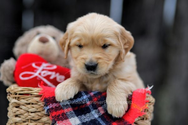 Image of Tommy, a Golden Retriever puppy