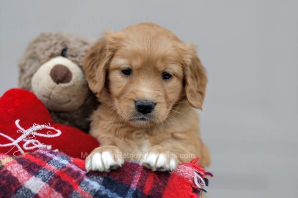 Image of Allie, a Golden Retriever puppy